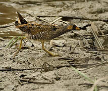 Spotted Crake