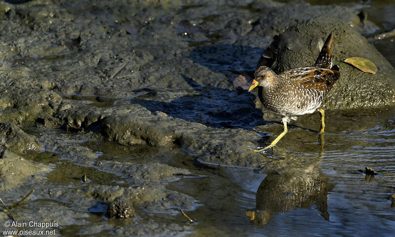 Marouette ponctuéeadulte, identification, régime, Comportement