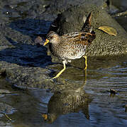 Spotted Crake