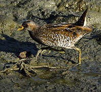 Spotted Crake