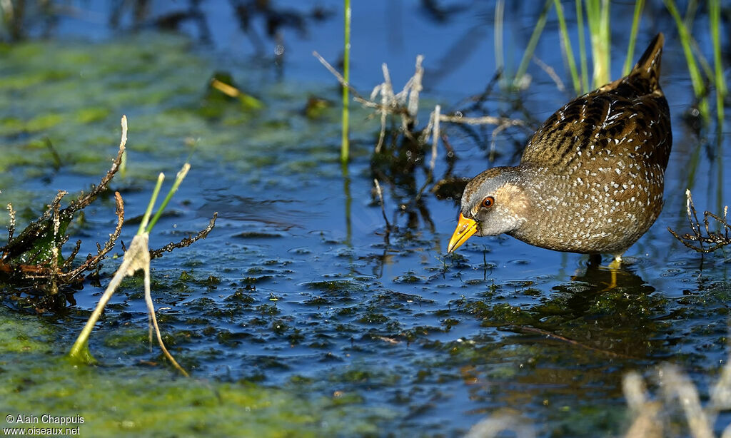 Marouette ponctuéeadulte, identification, habitat, marche, mange