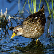 Spotted Crake