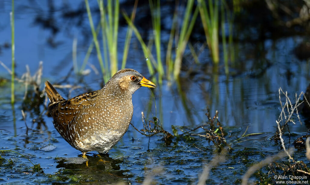 Marouette ponctuéeadulte, identification, marche, mange