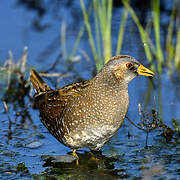 Spotted Crake