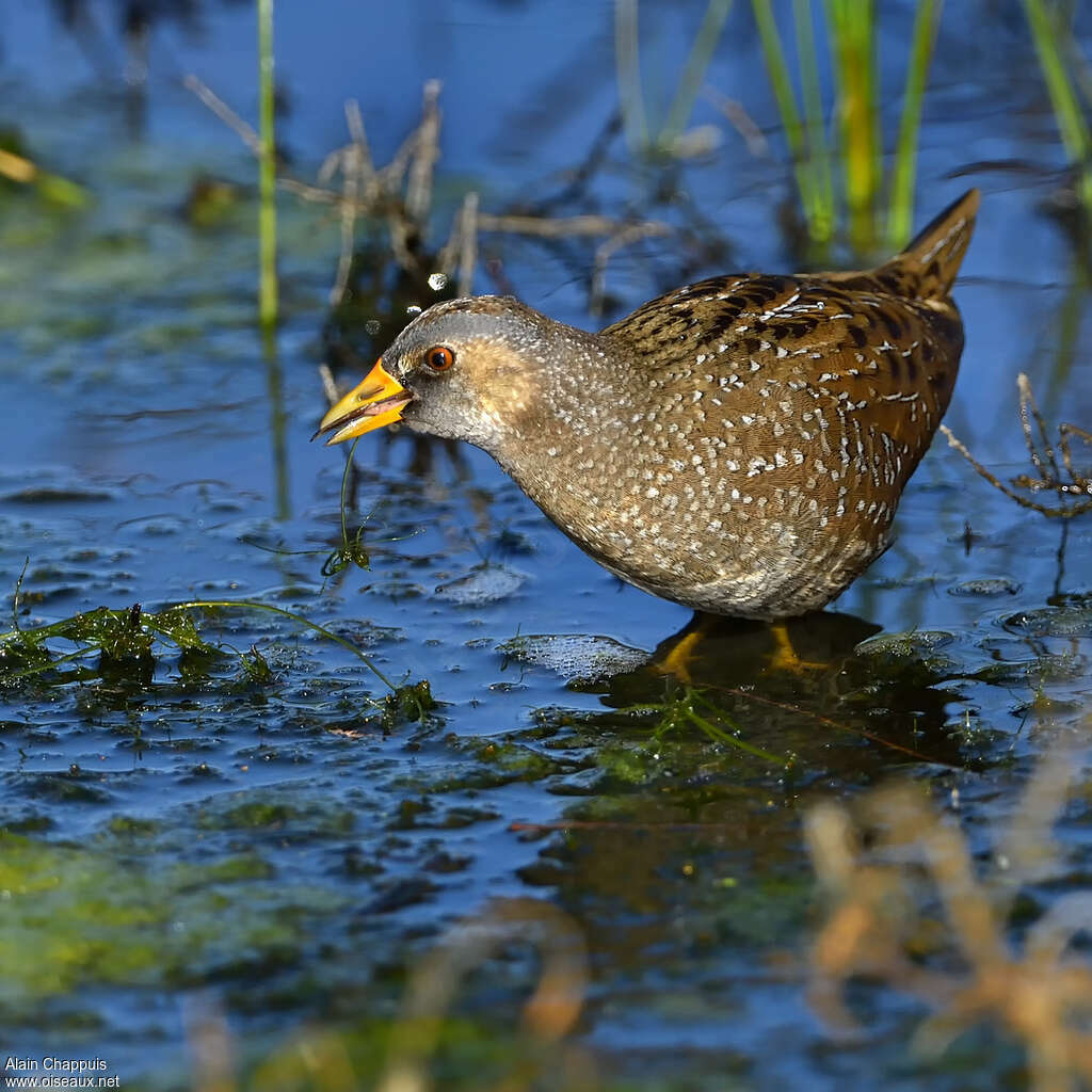 Spotted Crakeadult, close-up portrait, walking, eats