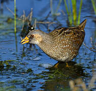 Spotted Crake