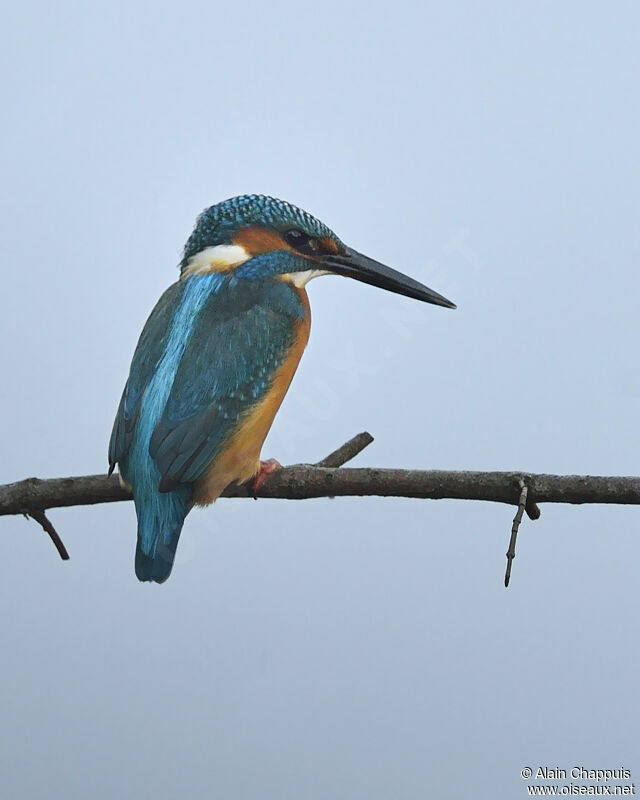 Martin-pêcheur d'Europe mâle adulte, identification, Comportement