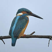 Common Kingfisher