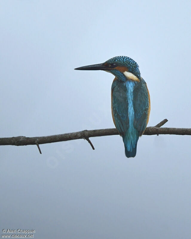 Martin-pêcheur d'Europe mâle adulte, identification, Comportement