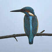 Common Kingfisher