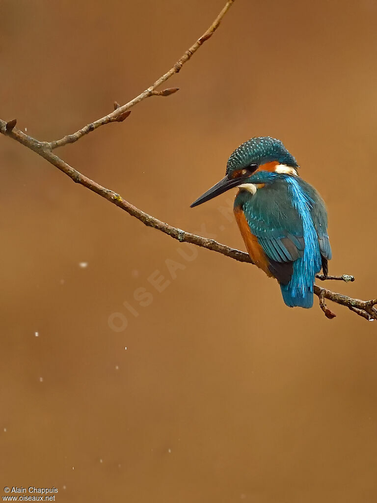 Martin-pêcheur d'Europe mâle adulte, identification, pêche/chasse