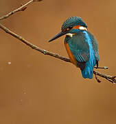 Common Kingfisher