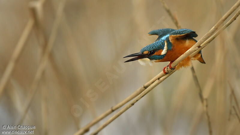 Common Kingfisher male adult post breeding, identification, Behaviour