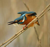 Common Kingfisher