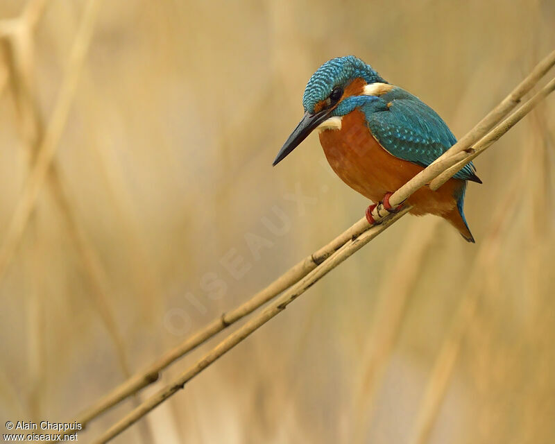 Common Kingfisheradult post breeding, identification, Behaviour