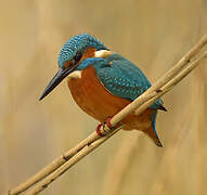 Common Kingfisher