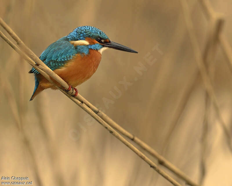 Martin-pêcheur d'Europe mâle adulte internuptial, habitat, pêche/chasse, Comportement