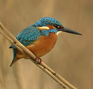 Common Kingfisher