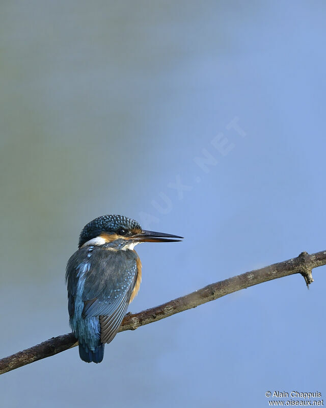 Common Kingfisher female adult, identification, Behaviour