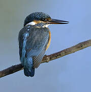 Common Kingfisher