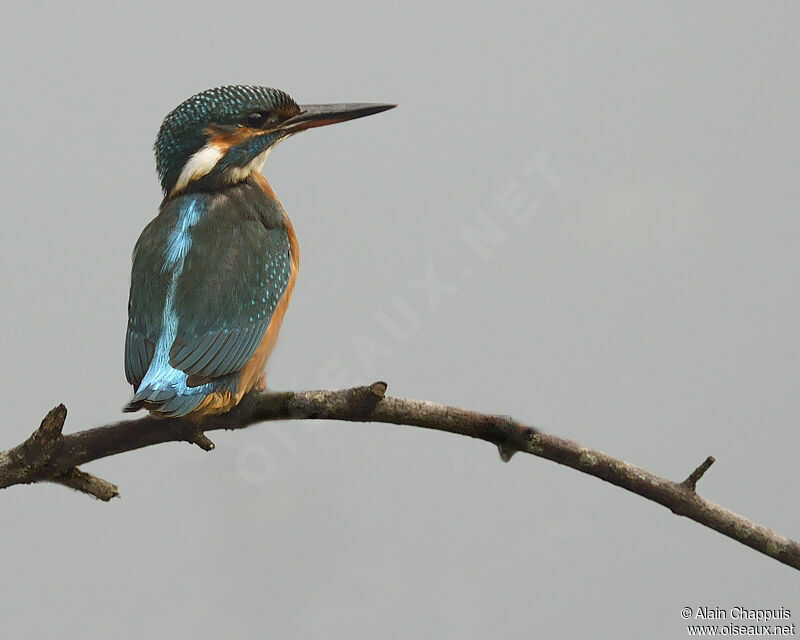 Common Kingfisher female adult, identification, Behaviour