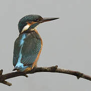 Common Kingfisher