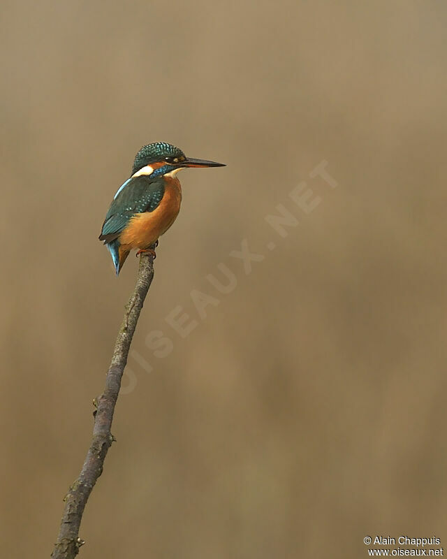 Martin-pêcheur d'Europe femelle adulte, identification, Comportement