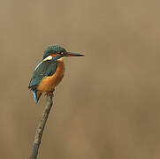 Common Kingfisher