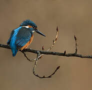 Common Kingfisher