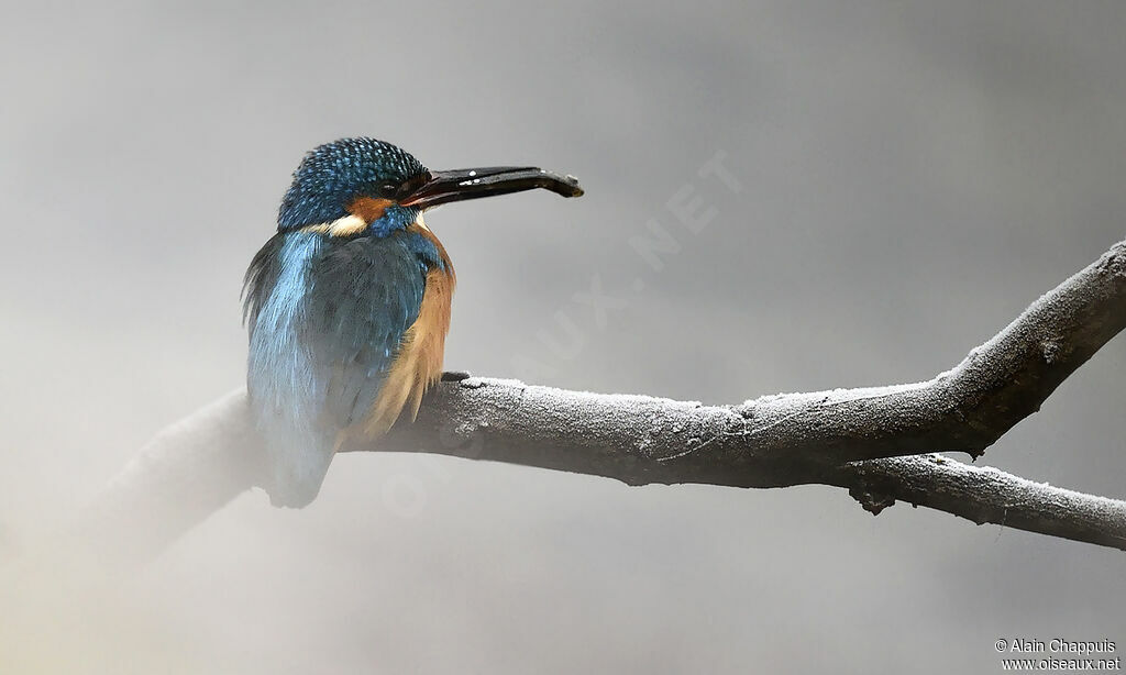 Common Kingfisher male adult, feeding habits, Behaviour