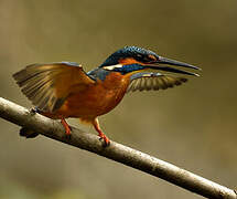 Common Kingfisher