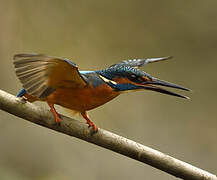 Common Kingfisher