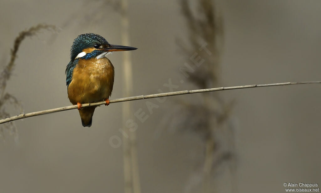 Common Kingfisheradult, identification, close-up portrait