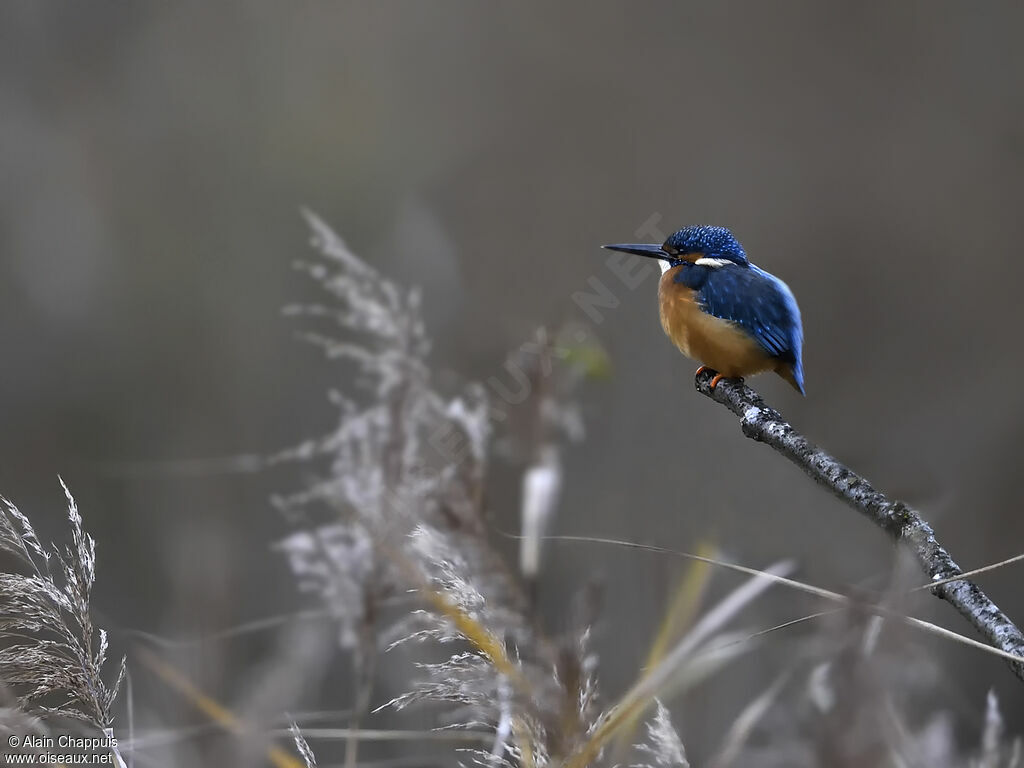 Martin-pêcheur d'Europe mâle 1ère année, pêche/chasse