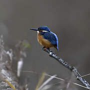 Common Kingfisher