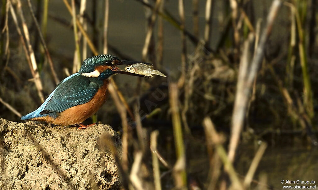 Common Kingfisheradult, identification, feeding habits, Behaviour