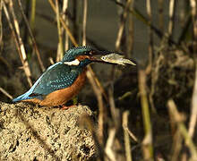 Common Kingfisher