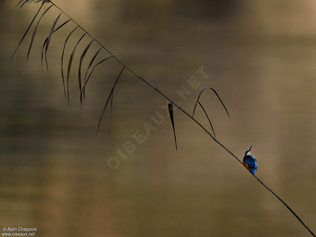 Common Kingfisheradult, identification, Behaviour