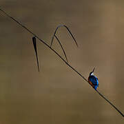 Common Kingfisher