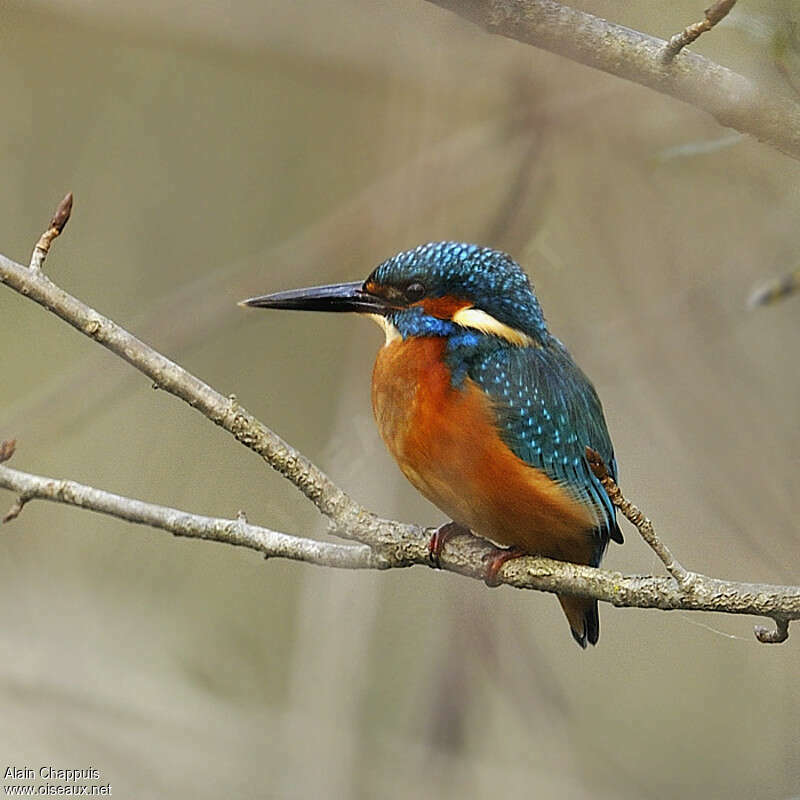 Common Kingfisher male adult transition, identification, Behaviour