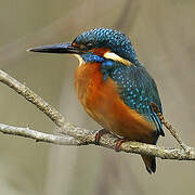 Common Kingfisher