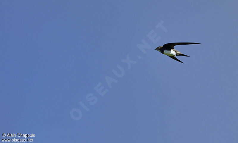 Alpine Swiftadult, Flight