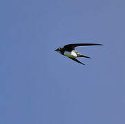 Alpine Swift