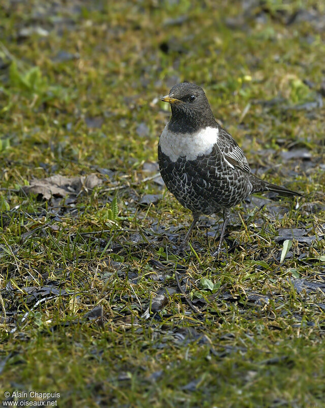 Merle à plastronadulte, identification, Comportement