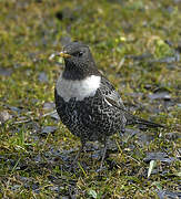 Ring Ouzel