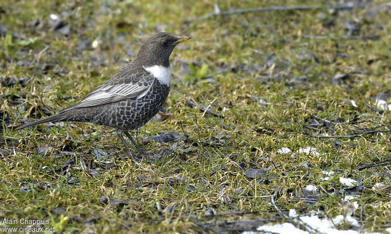 Ring Ouzel male Second year, identification, Behaviour
