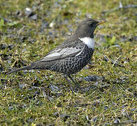 Ring Ouzel