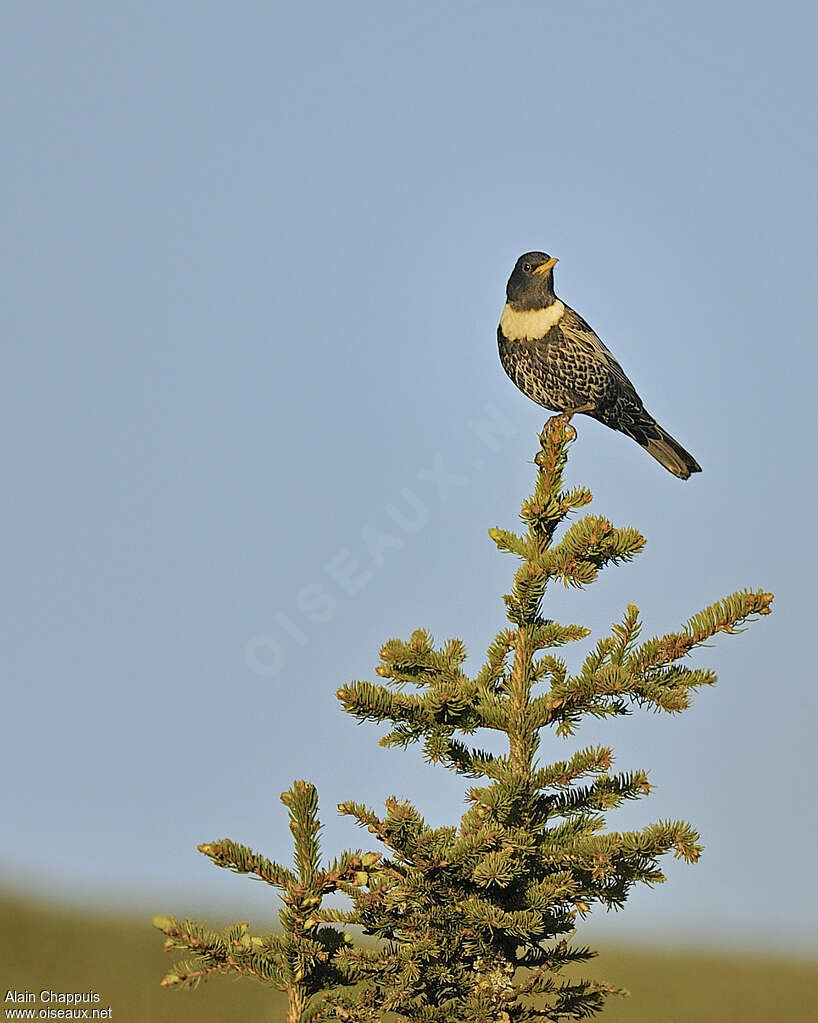 Ring Ouzel (alpestris) male adult breeding, Behaviour