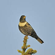 Ring Ouzel (alpestris)