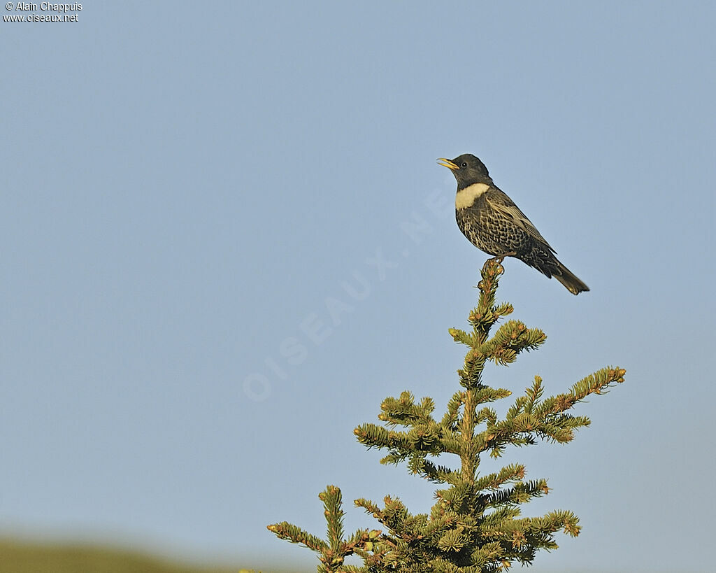 Ring Ouzel (alpestris) male adult breeding, identification, song, Behaviour